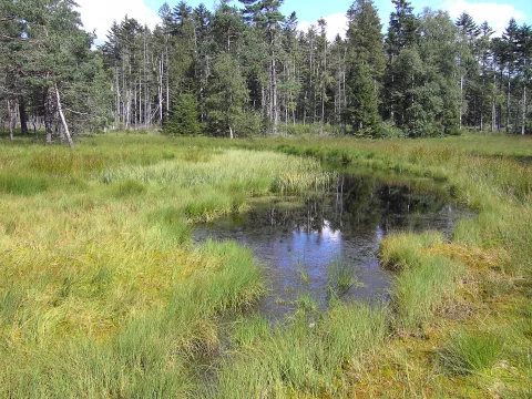 Hochmoor in Schönwies